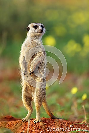 The meerkat or suricate Suricata suricatta in the blossoming desert. Suricata on patrol Stock Photo