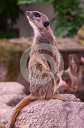 Meerkat or Suricate Suricata suricatta keeps watch on a stone. Karlsruhe, Germany Stock Photo