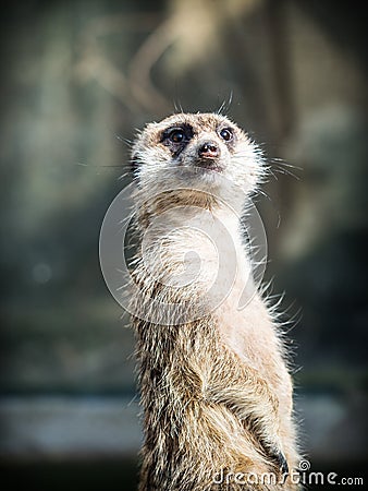 The meerkat or suricate Suricata suricatta Stock Photo