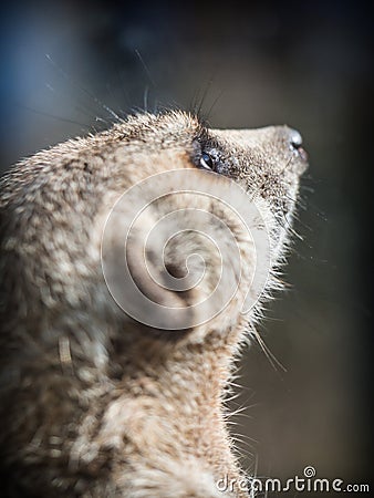 The meerkat or suricate Suricata suricatta Stock Photo