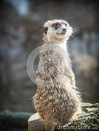 The meerkat or suricate Suricata suricatta Stock Photo