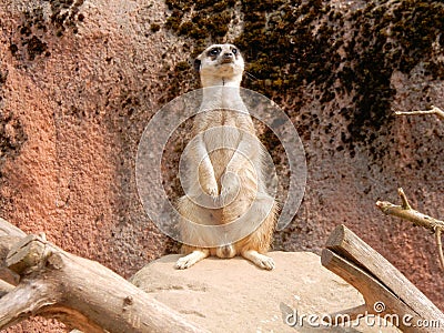 Meerkat or suricate wattching on the lookout sitting on a rock. Stock Photo