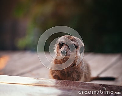 The meerkat or suricate, 2 years old outside Stock Photo