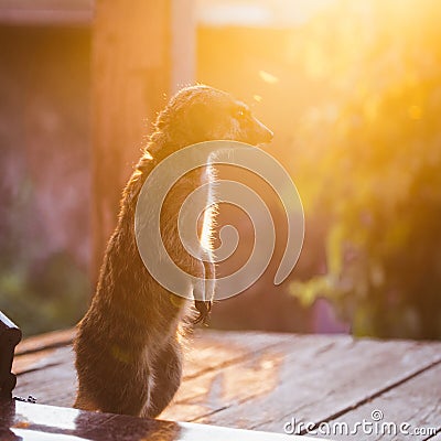 The meerkat or suricate, 2 years old outside Stock Photo