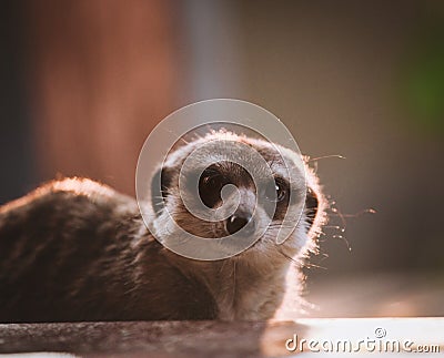 The meerkat or suricate, 2 years old outside Stock Photo