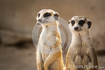 The meerkat. Stock Photo