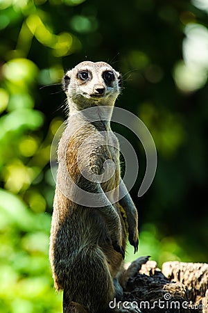 Meerkat (Surikate Stock Photo