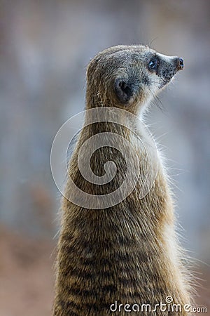 Meerkat Surikate sitting Stock Photo