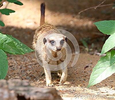 A Meerkat Takes A Cheerful Evening Stroll Stock Photo