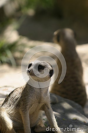 Meerkat at Taronga Zoo Stock Photo