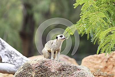 Meerkat Stock Photo