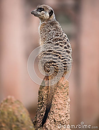 Meerkat turning his head and sitting on the termitary Stock Photo