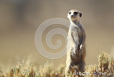 Meerkat Stock Photo