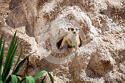 Meerkat Stock Photo