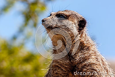 Meerkat Watching Stock Photo