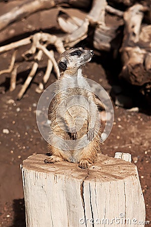 Meerkat in zoo Stock Photo