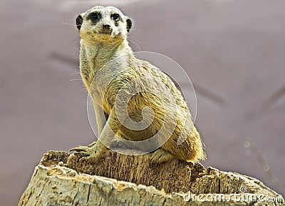 Meerkat Stock Photo