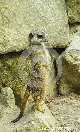 Meerkat at zoo Stock Photo