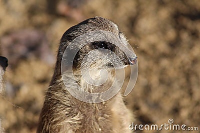 Meerkat Stock Photo