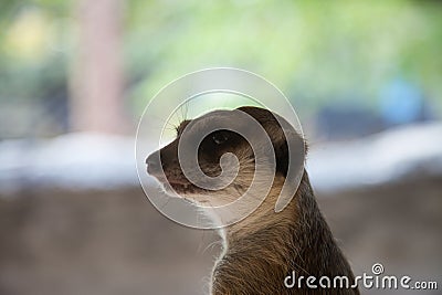 Meerkat in the zoos Stock Photo