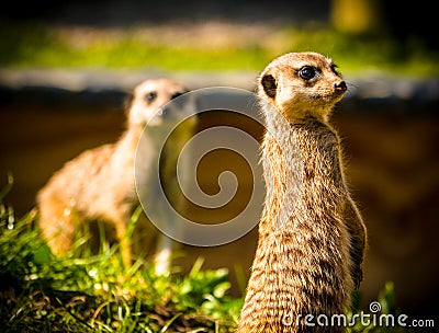 Meerkats Stock Photo