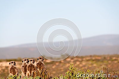 Meerkats Stock Photo