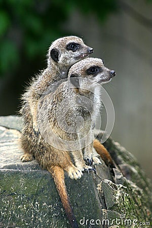 Meerkats Stock Photo