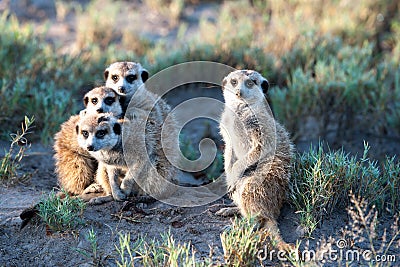 Meerkats in Africa, four cute meerkats curious facing photographer, Botswana, Africa Stock Photo