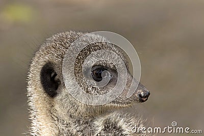 Headshot of a meerkat - nature picture Stock Photo