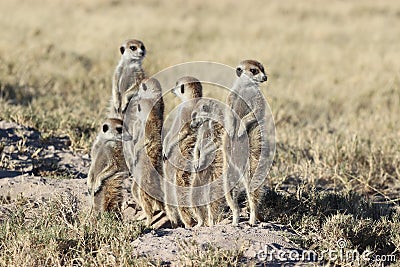 Meerkats looking around Stock Photo