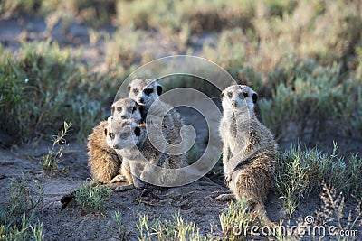 Meerkats in Africa, four meerkats curious facing photographer Stock Photo
