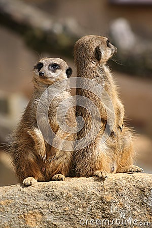 Meerkats on lookout Stock Photo