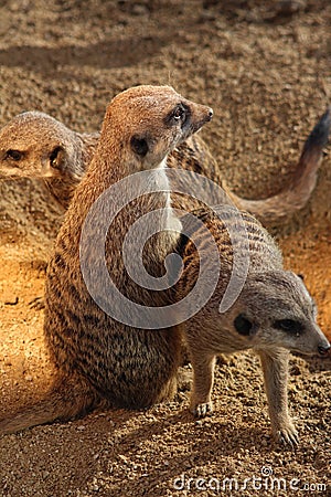 Meerkats Stock Photo