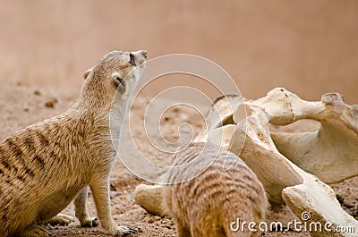 Meerkats next to bones Stock Photo