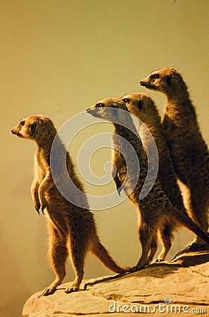 Meerkats Standing Watch Stock Photo