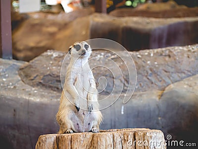 Meerkats stood on the beam Stock Photo