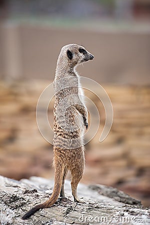 Meerkat - Suricata suricatta Stock Photo