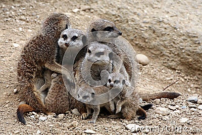 Meerkats Stock Photo