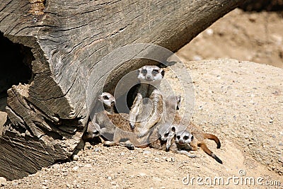 Meerkats Stock Photo