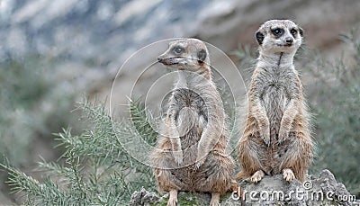 Meerkats Suricata, suricatta on lookout, wild life Stock Photo