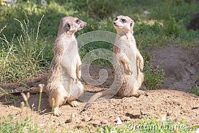 Meerkats, natural behavior, watching for enemies Stock Photo