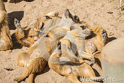 Meerkats to the sun prying, Suricata suricatta Stock Photo