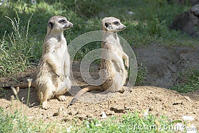Meerkats, looking in one direction Stock Photo