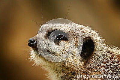 Close-up portrait of meerkat Stock Photo