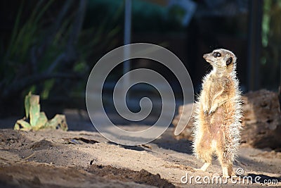 Meerkat on Guard Stock Photo