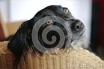 Meet Donna, a mongrel, stray dog found in a meadow on the Greek Island of Lesbos Stock Photo