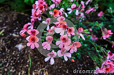 The pink flowers of the botanical garden Stock Photo