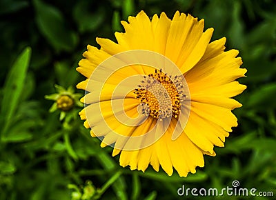 yellow flower closeup photo to park Stock Photo