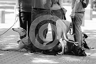 Meeting of dogs with their masters Stock Photo