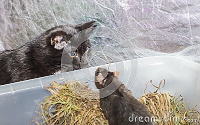 Meeting gray rats with black young cat Stock Photo